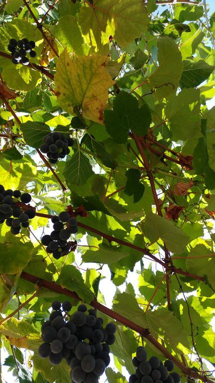 Agriturismo Il Marchese Aquara ภายนอก รูปภาพ